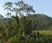 Auf dem Weg zum Rio Usumacinta