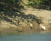 Wer Trinkwasser bentigt mu an den Flu, dies gilt auch fr das Vieh.
